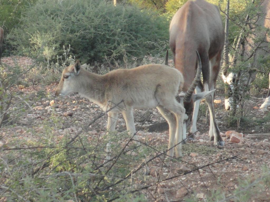 Voigtland Airport Lodge מראה חיצוני תמונה