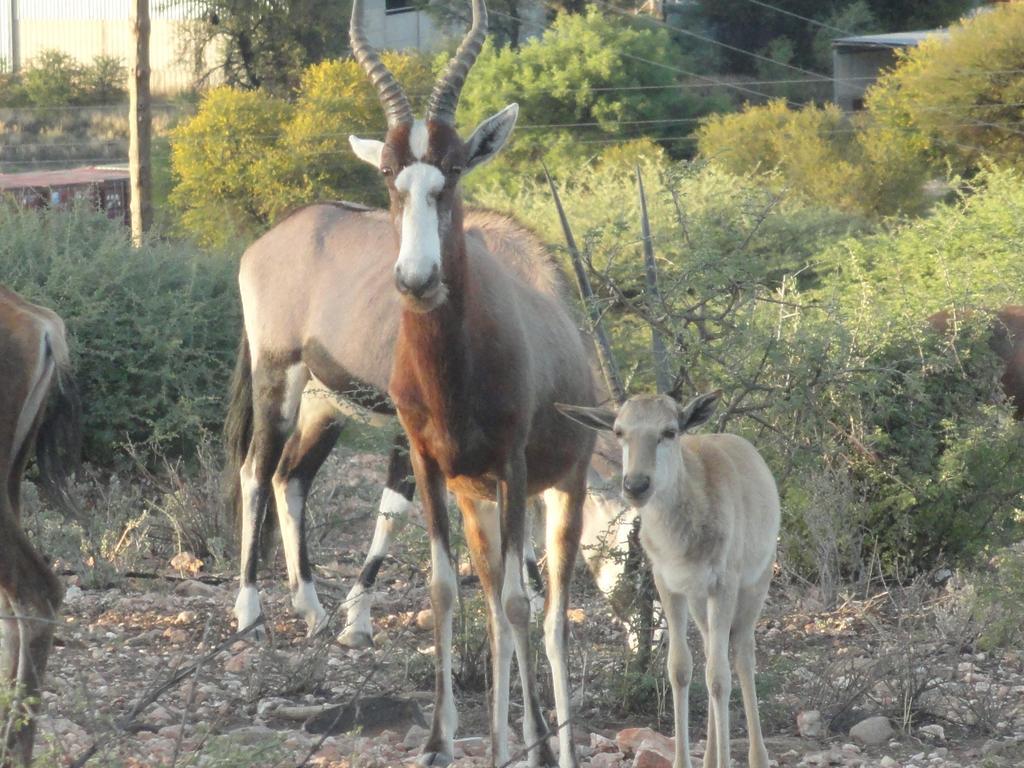 Voigtland Airport Lodge מראה חיצוני תמונה